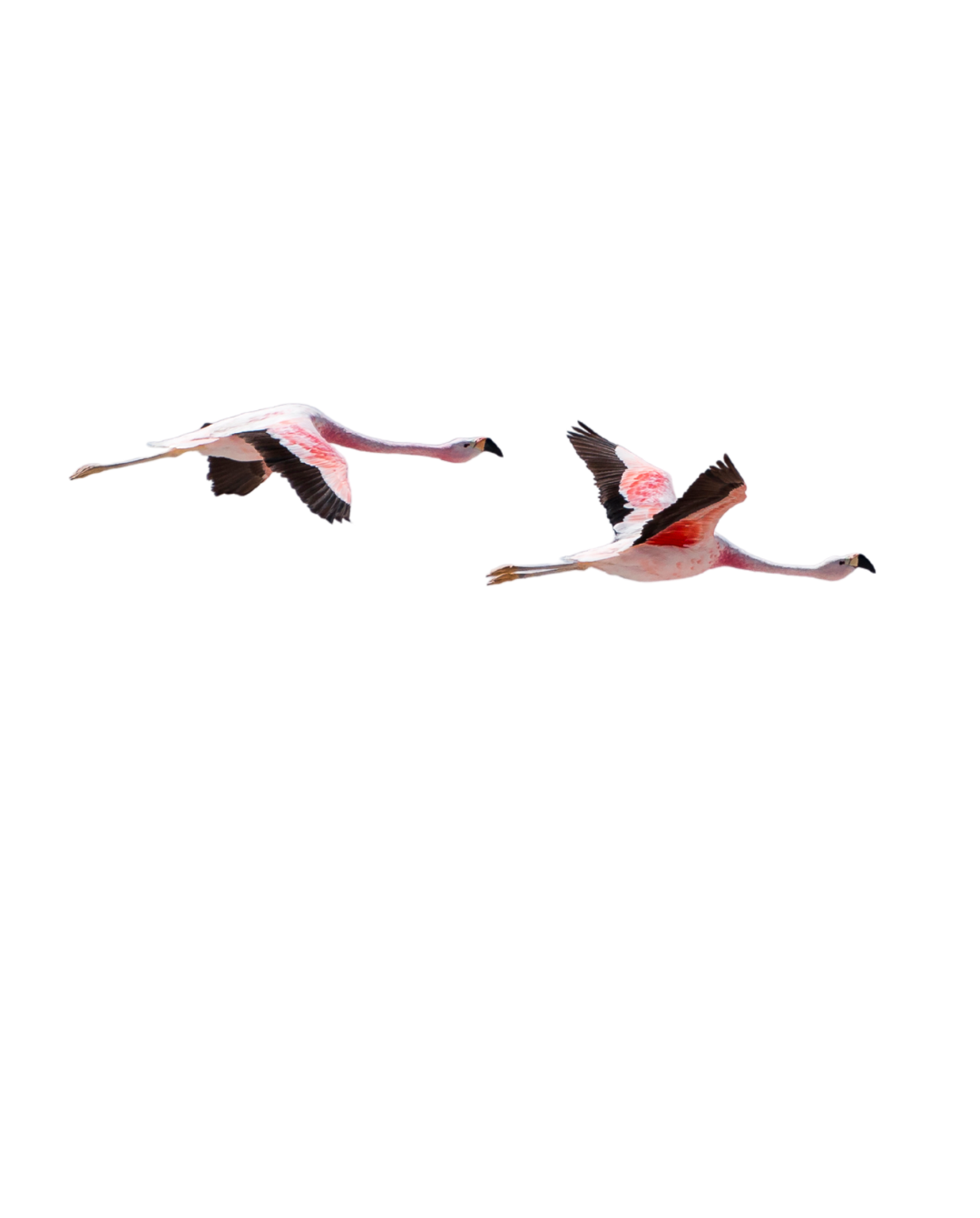 flamants